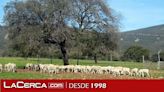 El Gobierno de Castilla-La Mancha convoca la prórroga de las ayudas al bienestar animal en ovino y caprino