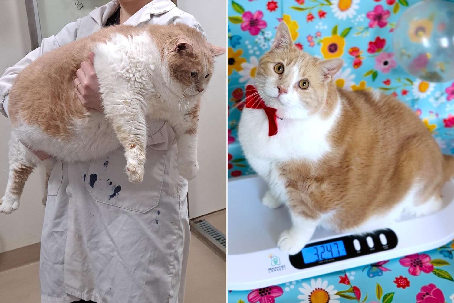 Canadian Cat Named Axel 'Biggie Smalls' Has Weight Loss Journey Documented — and Becomes a TikTok Star!