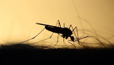 夏日防蚊作戰4招不可少！必知「被叮咬後正確處置」防併發症