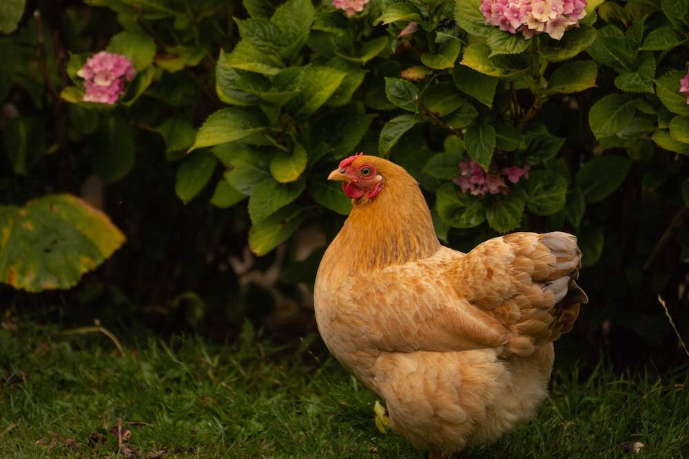 Ask a Master Gardener: Chickens in the garden - Addison Independent