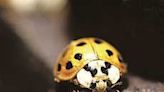 Insects swarming, invading your house? They could be Asian lady beetles