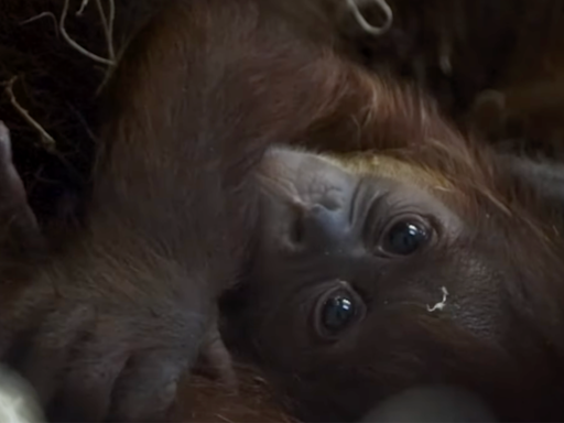 Philadelphia Zoo Announces Birth of Adorable 3-Week-Old Critically Endangered Sumatran Orangutan