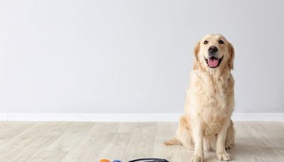 Golden Retriever Spills Hilarious Secrets About Office Dog Shenanigans and We're Here for It