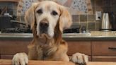 Golden Retriever Politely Reminds Mom He Can Help 'Recycle' in the Kitchen