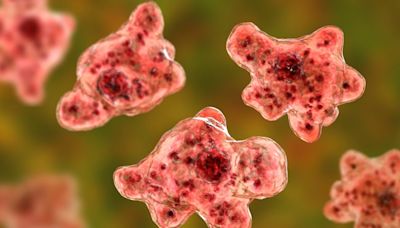 Brain-Eating Amoeba Kills Pak Man After He Went Swimming: Report