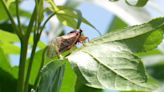 Cicadas mostly harmless to trees, humans