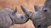 Rhinos are evolving smaller horns in response to poaching