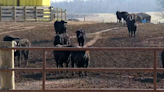 Clay Co. cattle battle continues as farmer aims for 9K-head feeding operation amid lawsuit