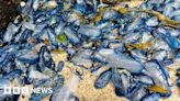 Mass stranding of sea creatures in Cornwall