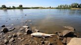 Alemania alerta de la muerte masiva de peces en el contaminado río Oder