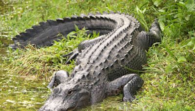 Florida Man Runs Over 11-Foot Alligator with Truck to Save Neighbor from Attack