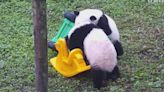 Giant panda cubs play with toy car, rocking horse