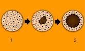 Embryology