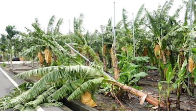 凱米颱風農損逾18億 雲嘉屏佔6成最嚴重