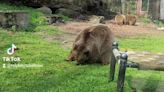 Kansas zoo evacuated amid attempted bear escape