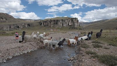 La resistencia de las mujeres que siembran agua (y hacen de Perú el mayor productor de fibra de alpaca del mundo)