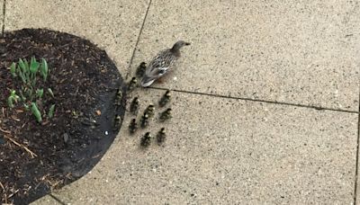 ‘We love you’: GR retirees help ducks escape courtyard for a second time