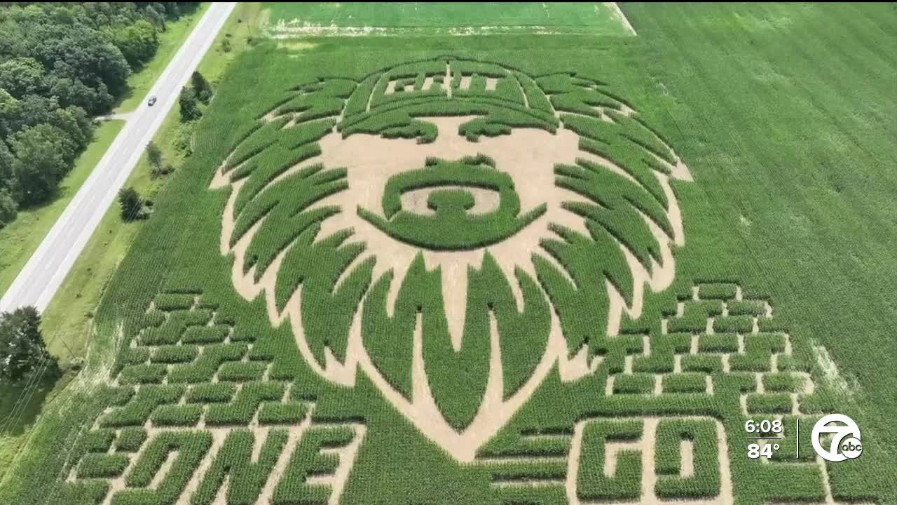 'It’s phenomenal': Massive Detroit Lions corn maze created on Webberville farm