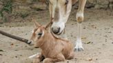 Dia Mundial do Animal: Zoo de Lisboa recupera espécies ameaçadas de extinção