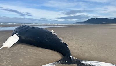 Dead humpback whale washes ashore near Manzanita, prompting warnings