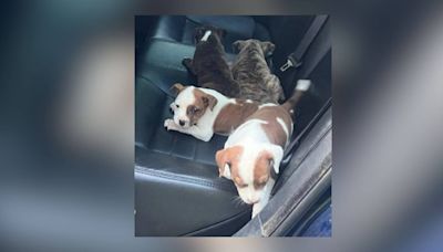 4 puppies discovered in west Georgia ditch