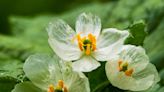 Skeleton Flowers Turn Clear When It Rains—Here's How to Grow and Care for This Unusual Perennial