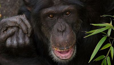 Edinburgh Zoo chimpanzee dies after suffering severe injuries in troop fight