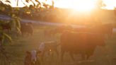 Why Shawnee County's Elm Creek Beef uses grass and grain to raise locally sourced cattle