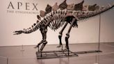 Esqueleto de dinosaurio Apex se vende por 44,6 millones, el precio más caro de la historia