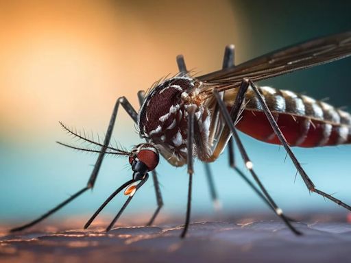 Siguen en descenso los casos de dengue en Argentina: se registraron más de 529 mil contagios y 369 muertos