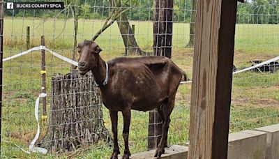 Sheep, goats seized from Pennsylvania farm after reports of young animals "suddenly dying"