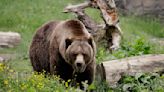 35-year-old man 'seriously injured' after encountering 2 grizzly bears in national park