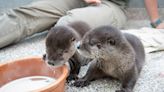 These orphaned otters have called Oregon Zoo their home since 2019