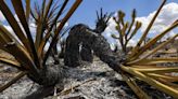 Massive California-Nevada wildfire may burn iconic Joshua trees