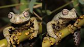 J. R. R. Tolkien now shares his name with a mystical stream frog found in Ecuador — a country in the literal middle of the earth