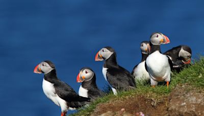 Puffin rescued after dog's alert leads to dramatic rescue: 'He just refused to move'