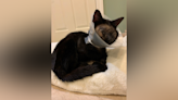 Do you know this cat? MSCPA hoping to reunite severely-injured cat with owner - Boston News, Weather, Sports | WHDH 7News
