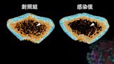 港大醫學院發現感染新冠病毒可致敘利亞倉鼠嚴重炎性骨質流失