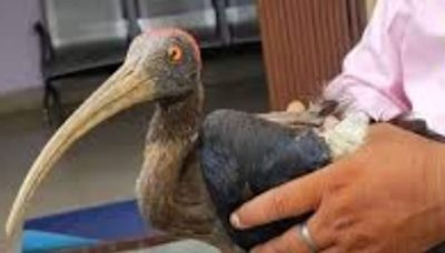 Bokaro Forest Department Rescues Injured Rare Breed Red-naped Ibis Bird - News18