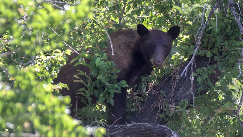 The bear stuck in a Salt Lake City tree is a sign for our hockey team