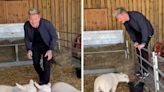 Gordon Ramsay enrages vegans with TikTok vid of him chasing lambs to put ‘to the slaughter’