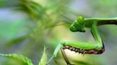 The praying mantis is a predator: Lifeform of the week