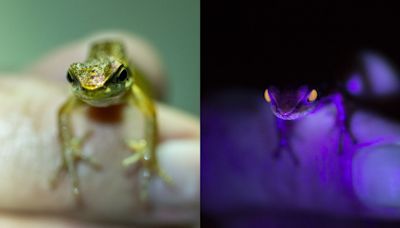 Pesquisa relata novos casos de biofluorescência em anfíbios e répteis da Mata Atlântica