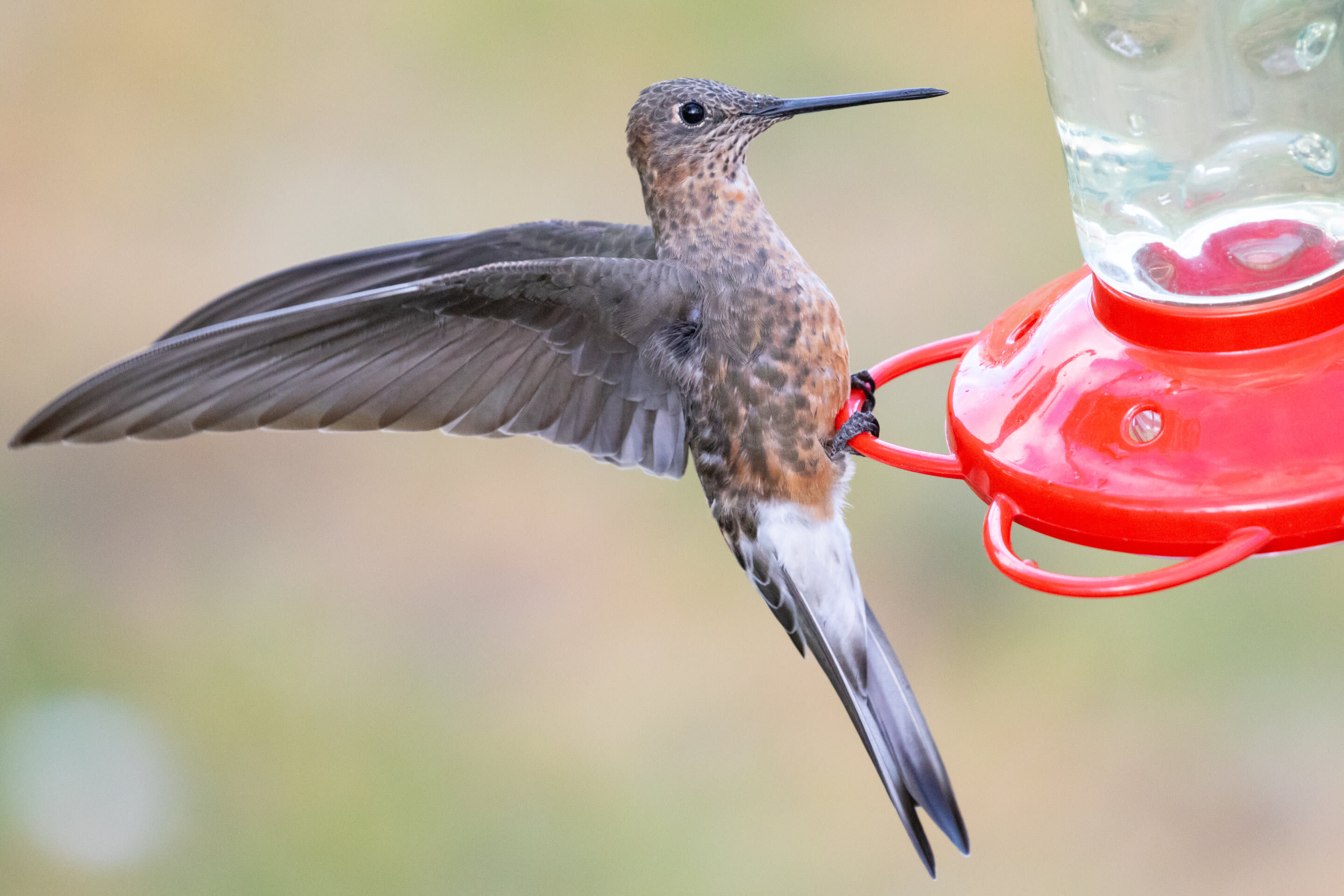 Ornithologists discover world's largest hummingbird is actually two species