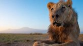 全球最老野生公獅闖入村莊覓食 遭長矛刺死