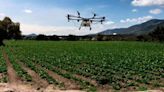 Desregulan la utilización de drones con fines agrícolas: cómo afectará a Mendoza | Sociedad