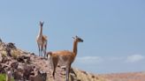 Sobrepoblación de guanacos: productores del sur impulsan una solución de equilibrio con las ovejas