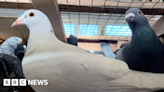 Pigeon fanciers share memories as Paulton society turns 100