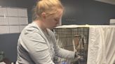Erie Humane Society takes in 107 cats from local home. What we know and how you can help.
