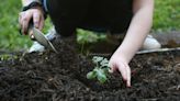 Afterschool gardening clubs take root at Knox County Schools such as Vine Middle
